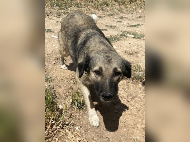 Lewis, geb. ca. 06/2019, lebt in GRIECHENLAND, auf einem Gelände, Hunde werden notdürftig versorgt