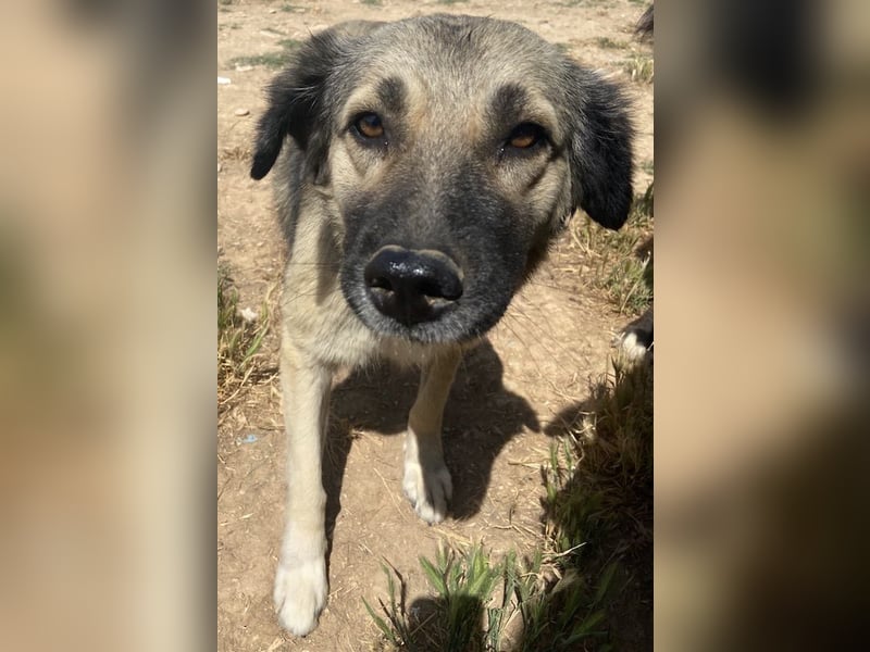 Lewis, geb. ca. 06/2019, lebt in GRIECHENLAND, auf einem Gelände, Hunde werden notdürftig versorgt