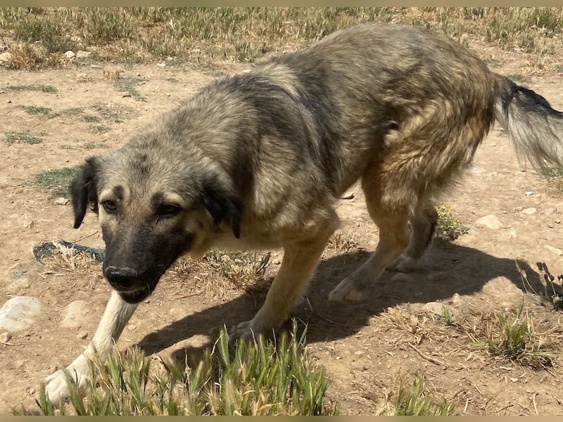 Lewis, geb. ca. 06/2019, lebt in GRIECHENLAND, auf einem Gelände, Hunde werden notdürftig versorgt
