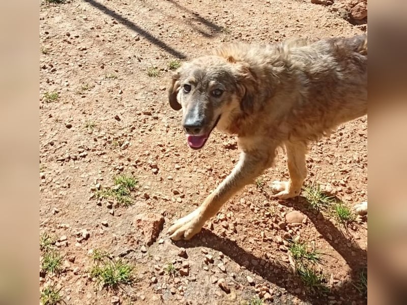 Ellie - ihr kleiner Körper war voller Wunden, als man sie fand