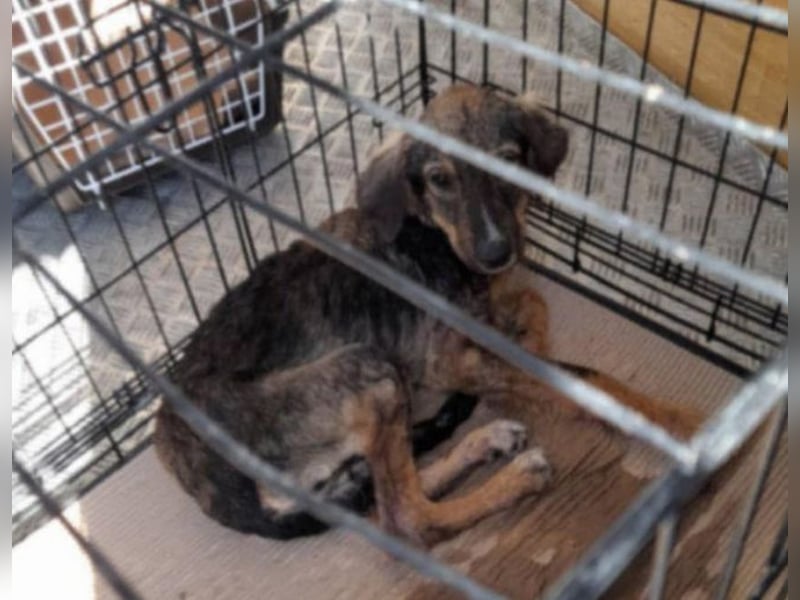Ellie - ihr kleiner Körper war voller Wunden, als man sie fand