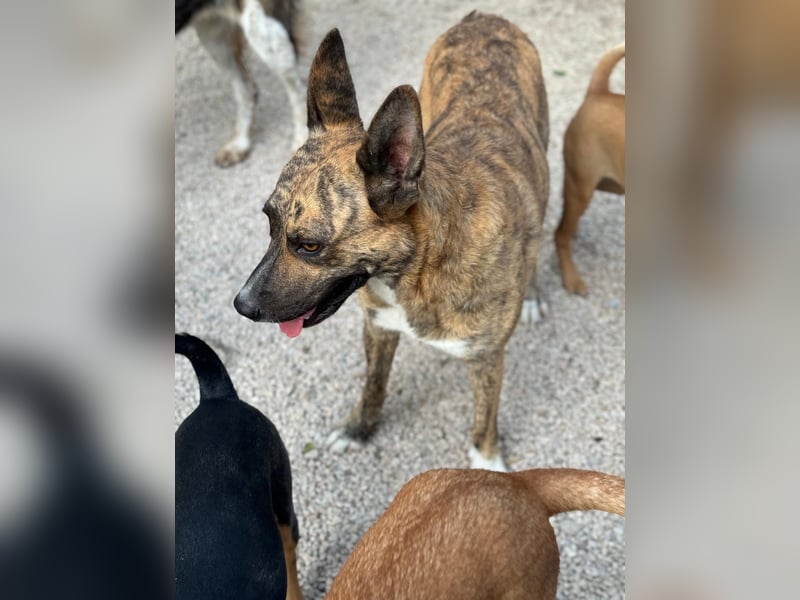 Bimba, verspielt und sehr sozial