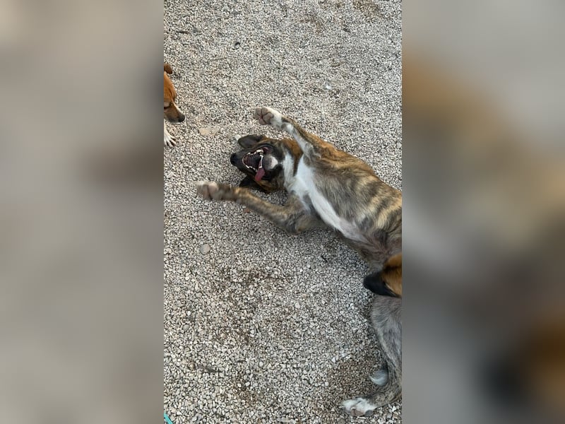 Bimba, verspielt und sehr sozial