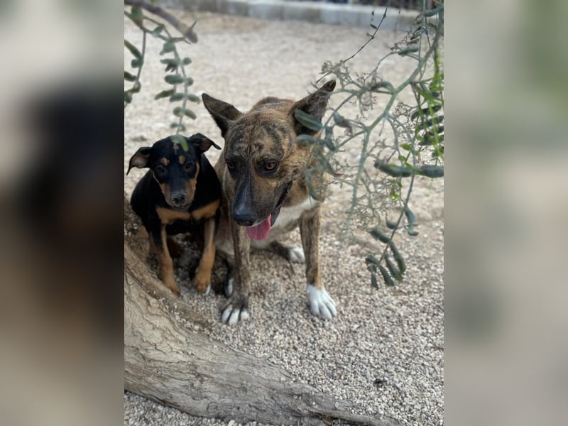 Bimba, verspielt und sehr sozial