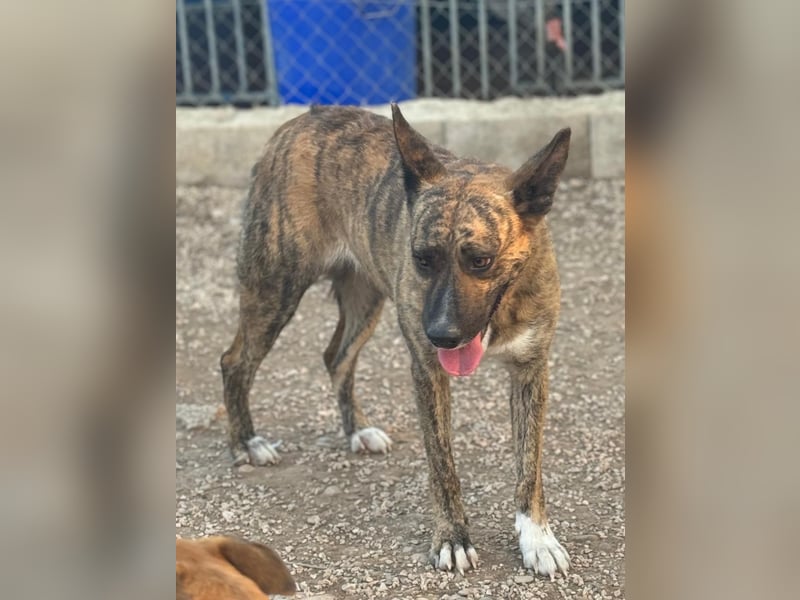 Bimba, verspielt und sehr sozial
