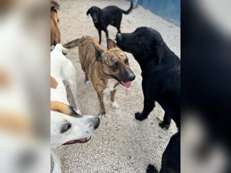 Bimba, verspielt und sehr sozial
