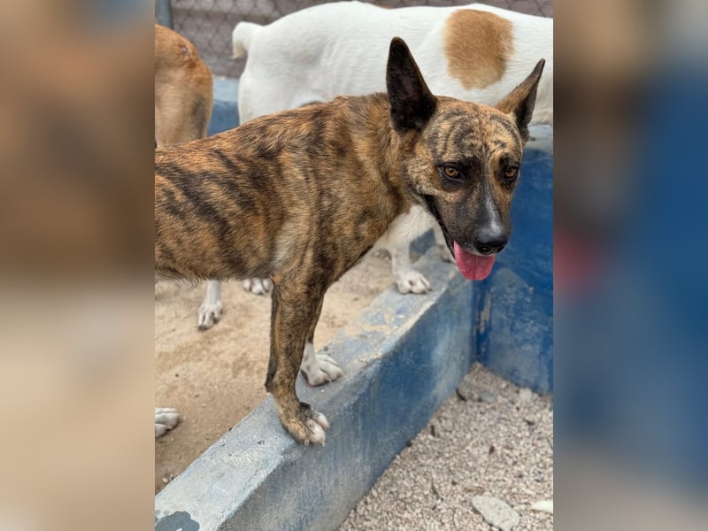 Bimba, verspielt und sehr sozial