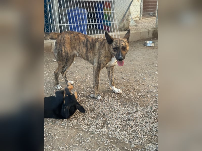 Bimba, verspielt und sehr sozial