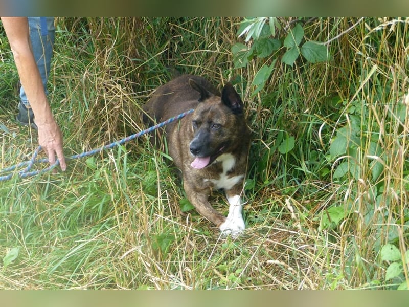 Fröhliche Runa sucht Menschen zum Schmusen, die sie bedingungslos lieben !