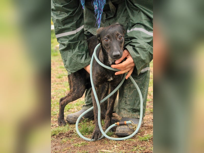 Lucia-VA, liebevolles Zuhause gesucht