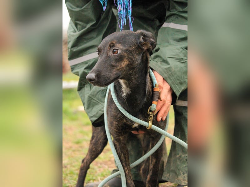 Lucia-VA, liebevolles Zuhause gesucht