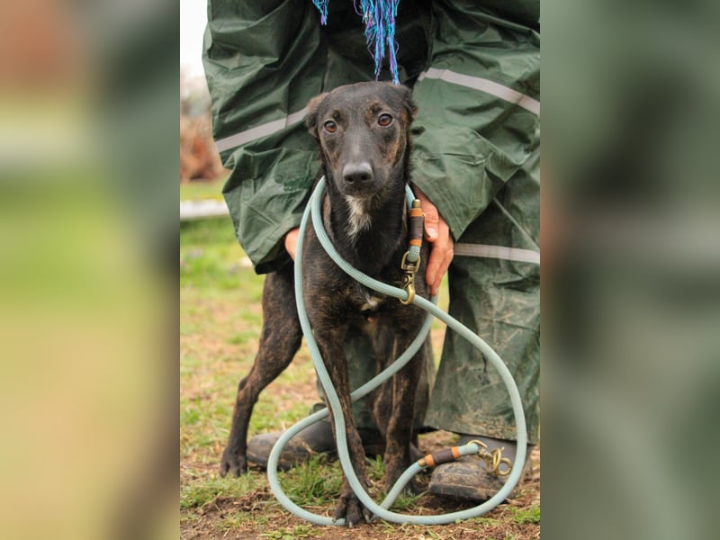 Lucia-VA, liebevolles Zuhause gesucht