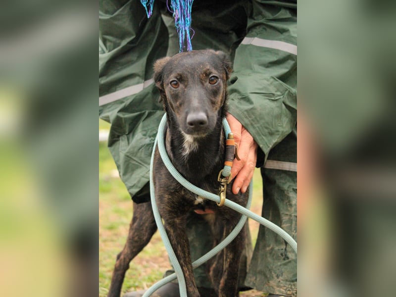 Lucia-VA, liebevolles Zuhause gesucht