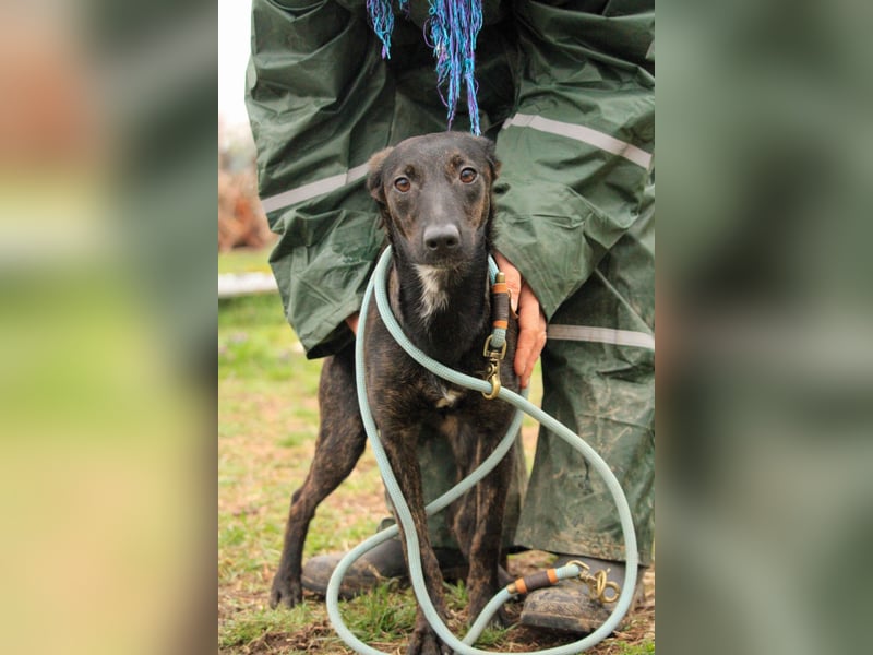 Lucia-VA, liebevolles Zuhause gesucht