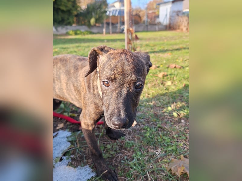 Lucia-VA, liebevolles Zuhause gesucht