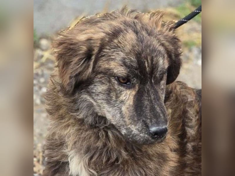 Wunderschön gestromtes Hundekind *Ylva* sucht ihr Zuhause für immer