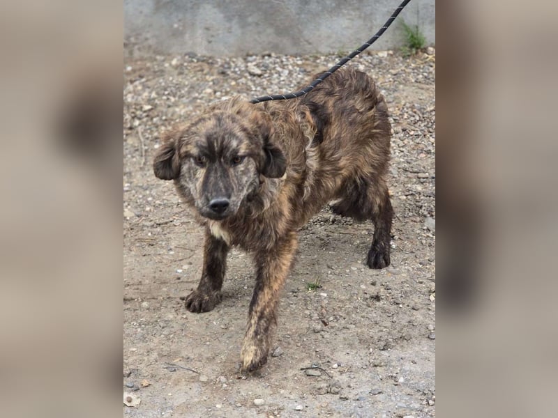 Wunderschön gestromtes Hundekind *Ylva* sucht ihr Zuhause für immer