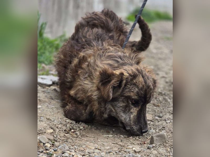 Wunderschön gestromtes Hundekind *Ylva* sucht ihr Zuhause für immer