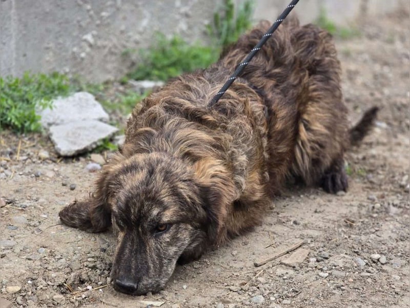 Wunderschön gestromtes Hundekind *Ylva* sucht ihr Zuhause für immer