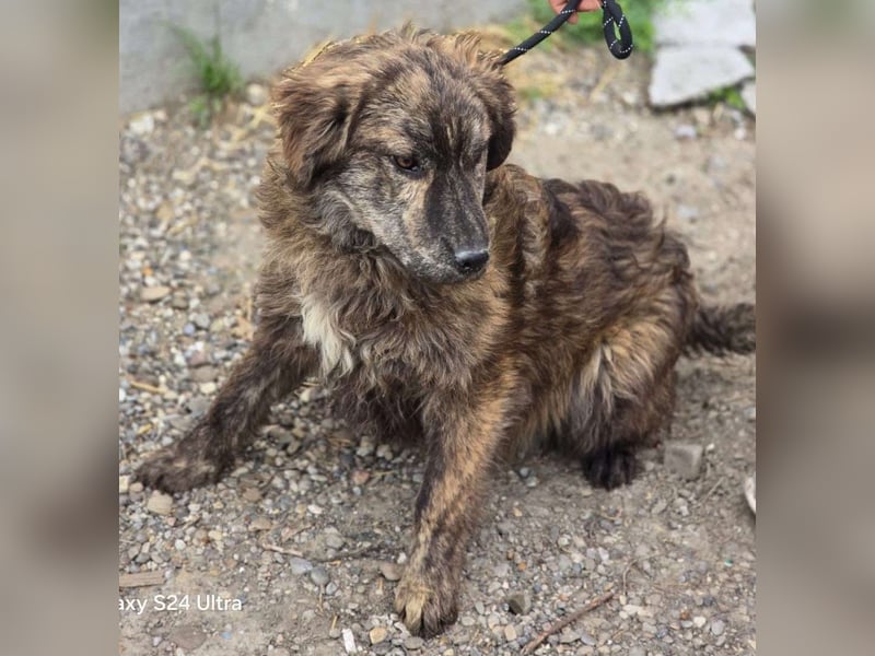 Wunderschön gestromtes Hundekind *Ylva* sucht ihr Zuhause für immer