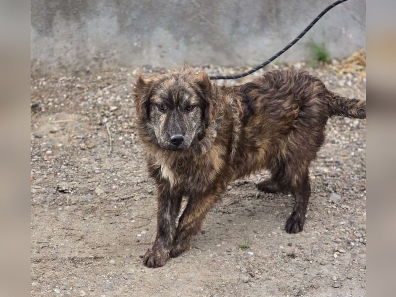 Wunderschön gestromtes Hundekind *Ylva* sucht ihr Zuhause für immer