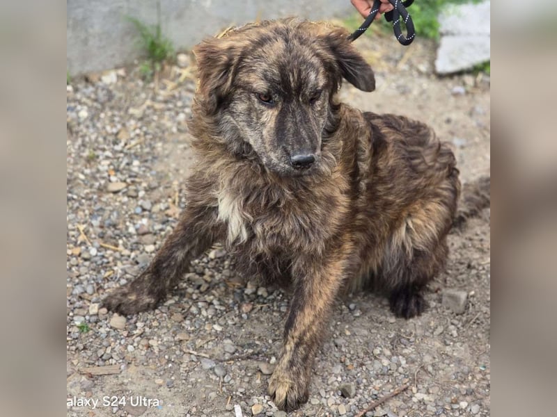 Wunderschön gestromtes Hundekind *Ylva* sucht ihr Zuhause für immer