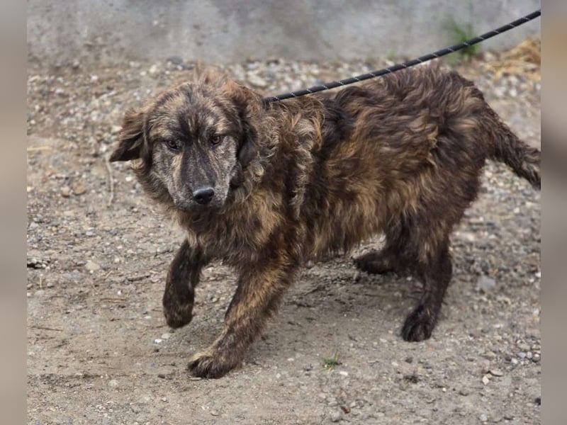 Wunderschön gestromtes Hundekind *Ylva* sucht ihr Zuhause für immer