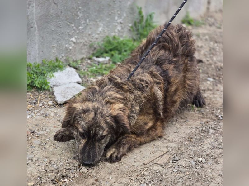 Wunderschön gestromtes Hundekind *Ylva* sucht ihr Zuhause für immer