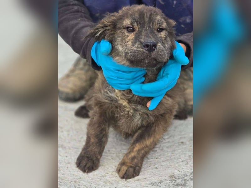 Wunderschön gestromtes Hundekind *Ylva* sucht ihr Zuhause für immer