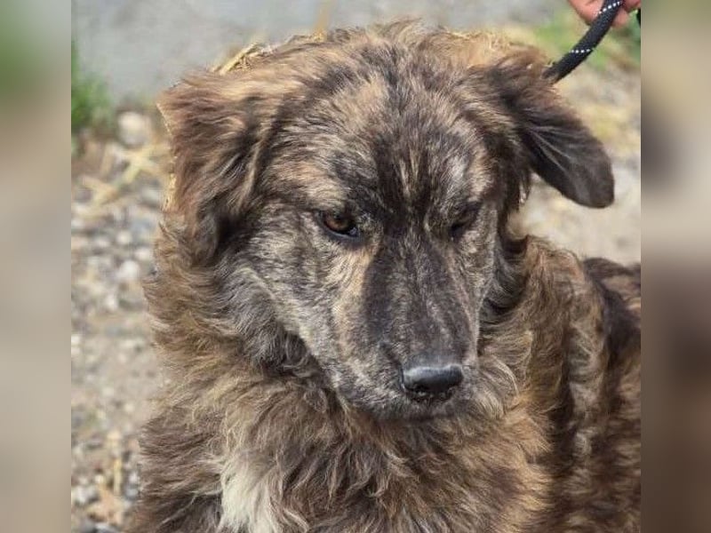 Wunderschön gestromtes Hundekind *Ylva* sucht ihr Zuhause für immer