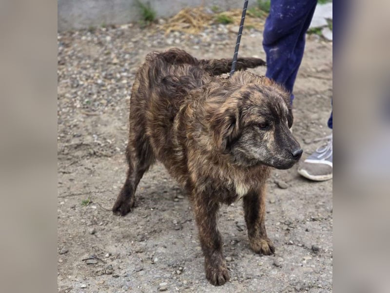 Wunderschön gestromtes Hundekind *Ylva* sucht ihr Zuhause für immer