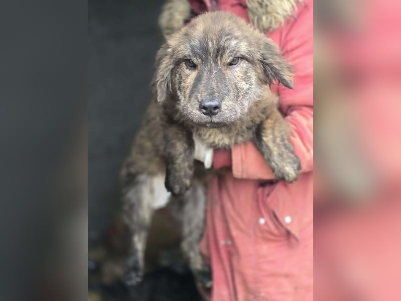 Wunderschön gestromtes Hundekind *Ylva* sucht ihr Zuhause für immer