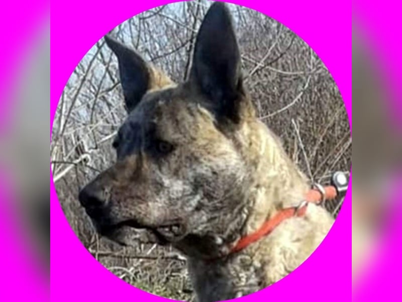 Ronja