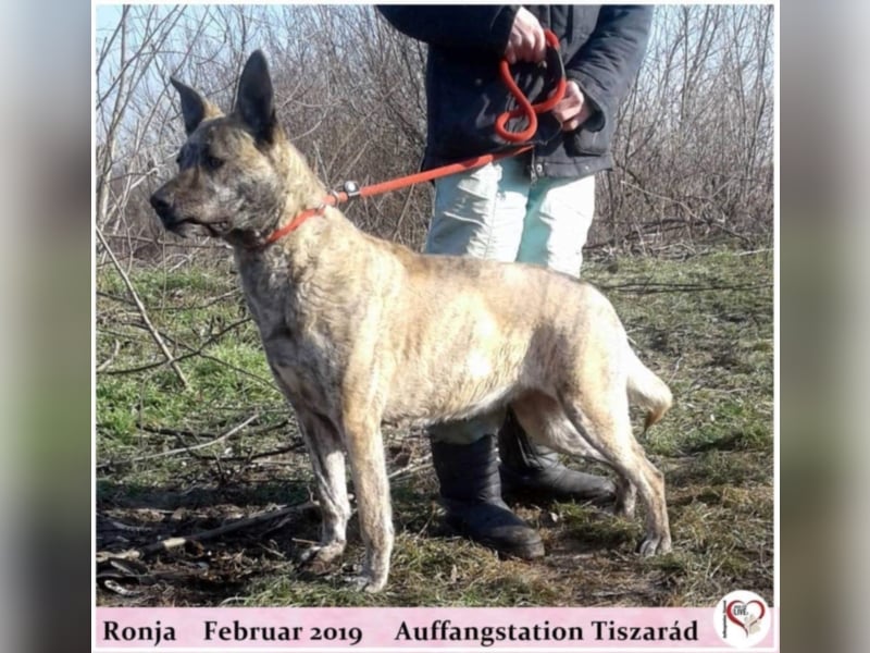 Ronja