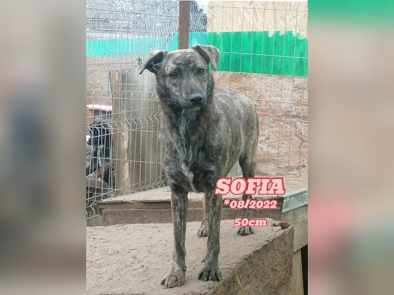 Sofia