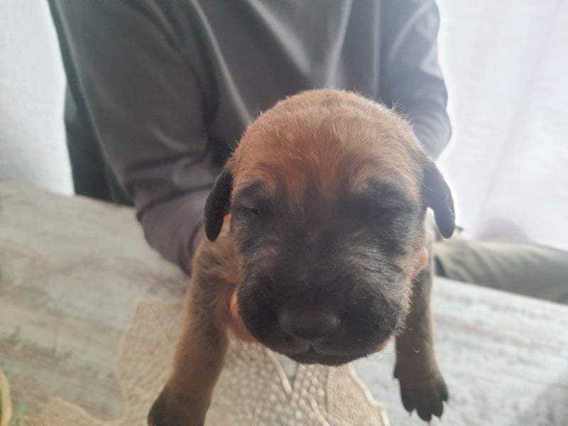 Die dicke Frieda