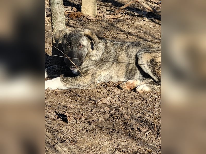 Elsa sucht Pflege- oder Endstelle (Rumänien)