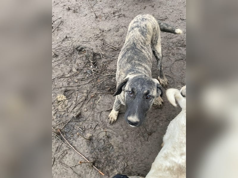 Elsa sucht Pflege- oder Endstelle (Rumänien)