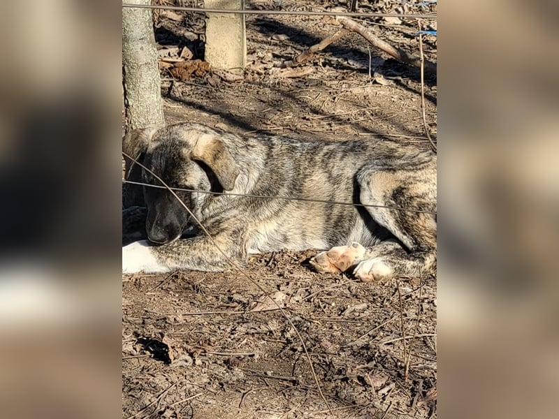 Elsa sucht Pflege- oder Endstelle (Rumänien)