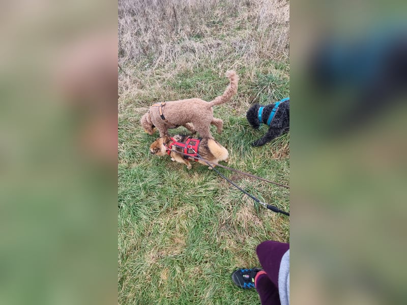 Zayka❤️befindet sich derzeit auf einer Pflegestelle in 65611 Brechen