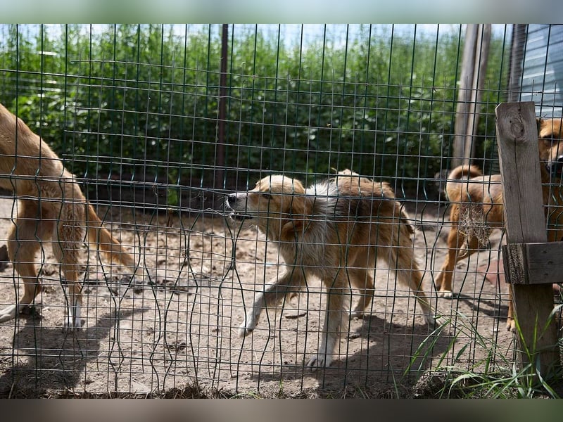 Freundliche Tierschutzhündin Laska ❤️ sucht liebevolle Familie