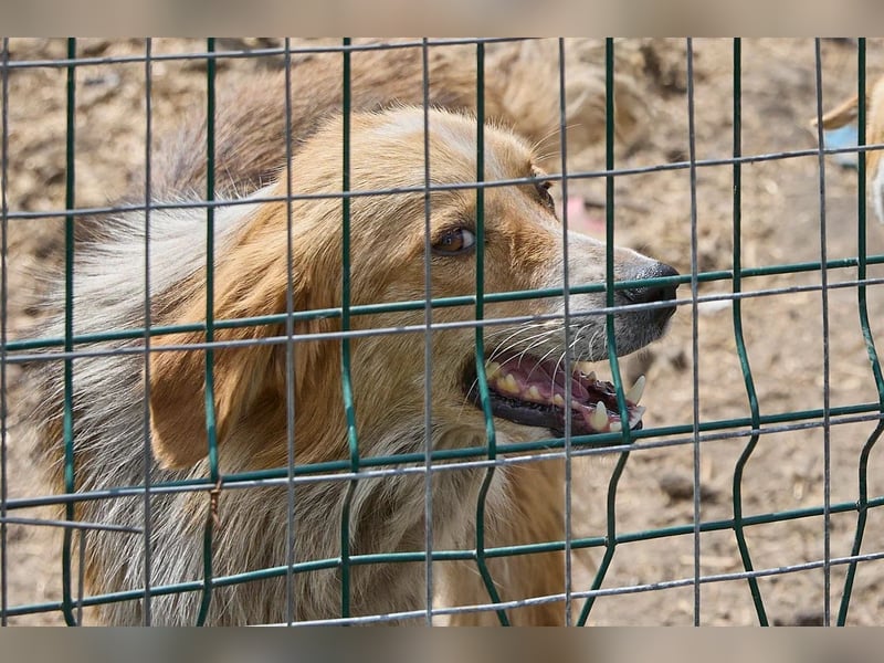 Freundliche Tierschutzhündin Laska ❤️ sucht liebevolle Familie