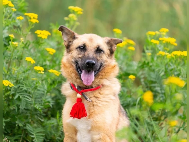 Zayka❤️befindet sich derzeit auf einer Pflegestelle in 65611 Brechen