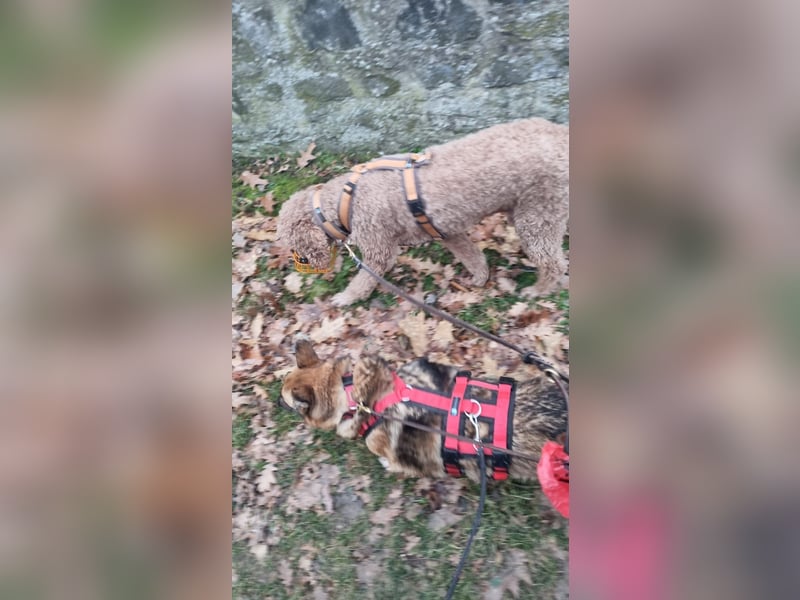 Zayka❤️befindet sich derzeit auf einer Pflegestelle in 65611 Brechen