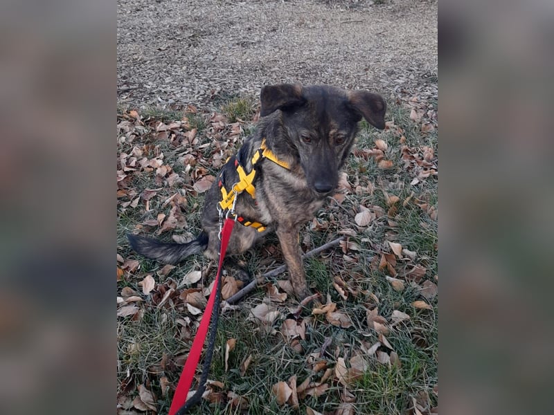 Happy❤️befindet sich derzeit auf einer Pflegestelle in 65551 Hessen