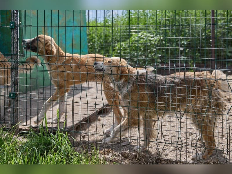 Freundliche Tierschutzhündin Laska ❤️ sucht liebevolle Familie