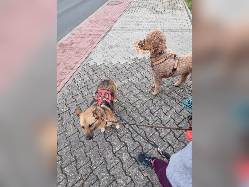 Zayka❤️befindet sich derzeit auf einer Pflegestelle in 65611 Brechen