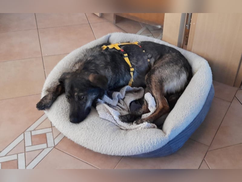Happy❤️befindet sich derzeit auf einer Pflegestelle in 65551 Hessen