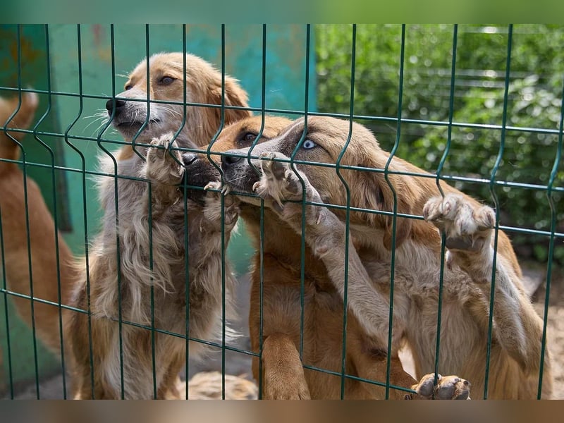 Freundliche Tierschutzhündin Laska ❤️ sucht liebevolle Familie