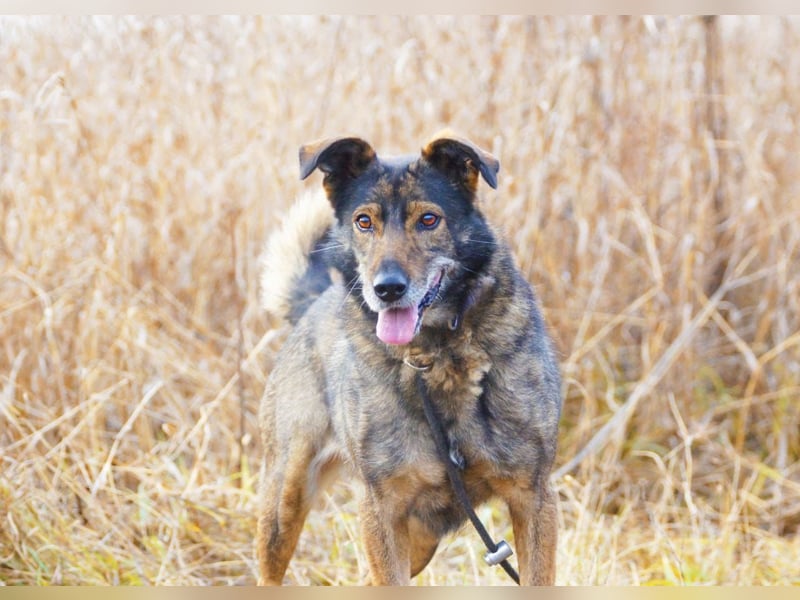 Fröhliche und verschmuste Hündin Lucy❤️sucht Pflege- oder Endstelle